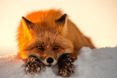 6 любопытных фактов о лисах