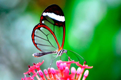 Интересные факты о бабочках с мотыльками