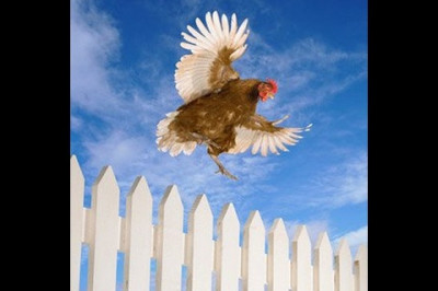 Отчего курицы не летают?