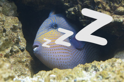 Спят ли рыбы?