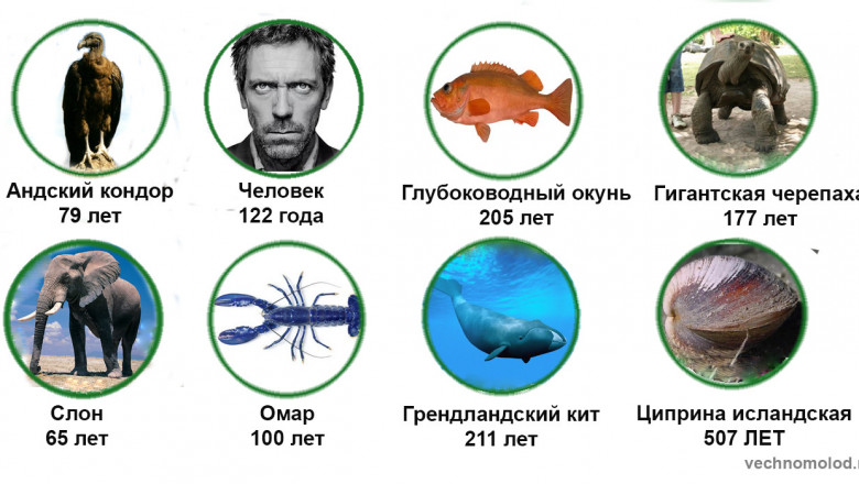 От чего зависит продолжительность жизни разных животных?
