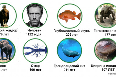 От чего зависит продолжительность жизни разных животных?
