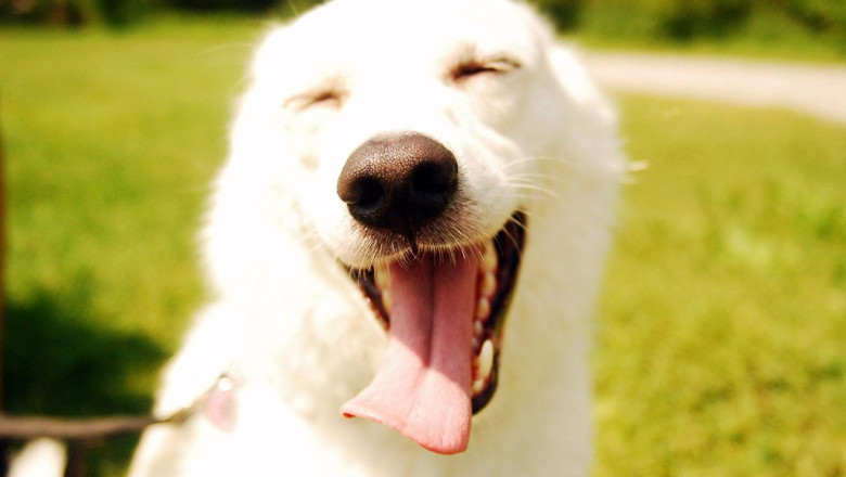 Почему в жару собака высовывает язык?