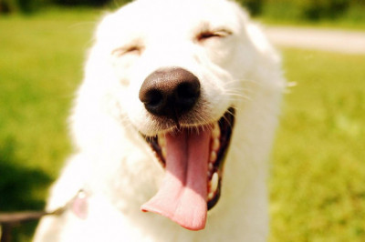 Зачем собаки высовывают свой язык?