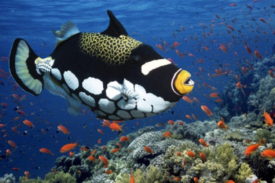 Отчего вода в морях соленая, а рыбы, живущие в них, несоленые?