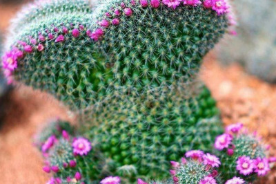 Могут ли кактусы расти на деревьях?