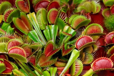 Самые удивительные растения