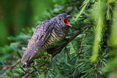 Всем ли птицам кукушки подкладывают свои яйца?