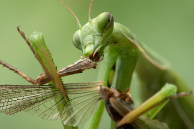 Интересные факты о богомоле