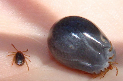 Распространенные мифы о клещах