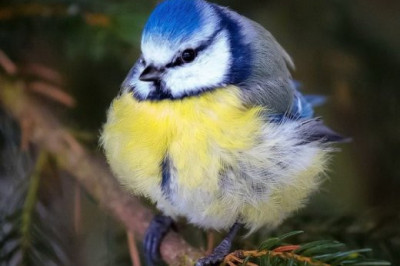 Так вот с кого рисовали известных птичек для игры!