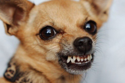 Почему собака рычит на людей?