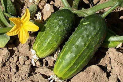 Отчего некоторые огурцы такие горькие?