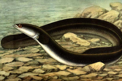 Могут ли рыбы обходиться без воды?