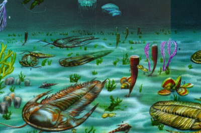 Кто из животных первыми вышли из воды?