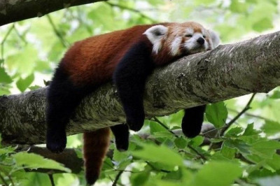 Как победить лень?