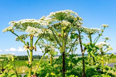 Чем опасен борщевик?