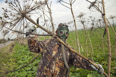  Как борщевик из сорняка стал культивируемым растением?