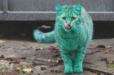 КАКОГО ЦВЕТА МИР В ГЛАЗАХ ЖИВОТНЫХ?