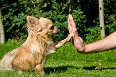 Как правильно дрессировать свою собаку?