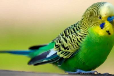 Главные правила содержания волнистых попугаев