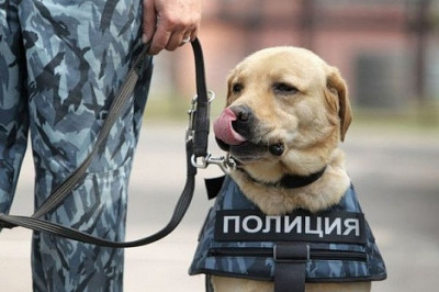 Как обычная собака становится полицейской?
