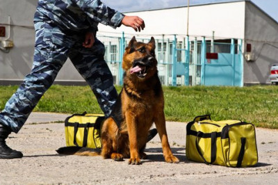 Каким образом полицейские собаки чуют наркотики, если последние чаще всего перевозят в герметичных упаковках?