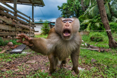 Сторожевые обезьяны вместо собак