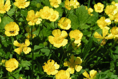 Чем могут быть опасны милые цветы лютики?