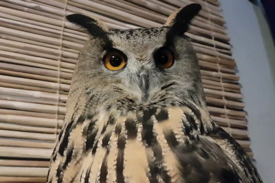 Зачем филинам большие уши?