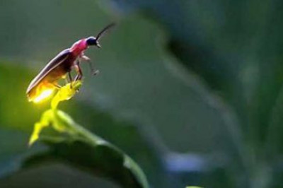 Удивительные факты о свете светлячков