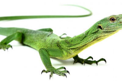 9 удивительных фактов о ящерицах