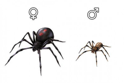 Как пауки продолжают свой род?