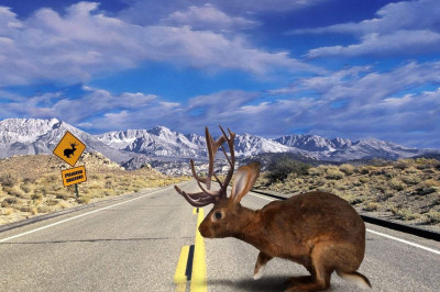 Где водятся рогатые зайцы?