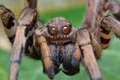 5 интересных фактов о пауках