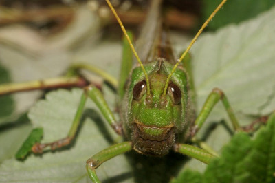 5 страшных фактов о саранче