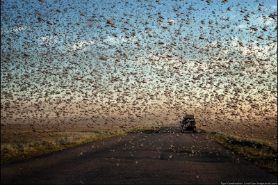 Топ вредных деяний стай саранчи