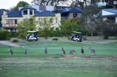 Кенгуру напали на город