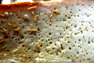 Так ли вкусен сыр с личинками?