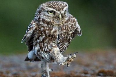 3 истины о совах