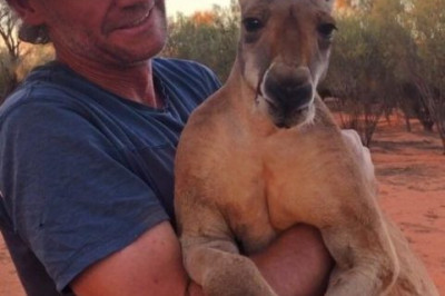 Супер сильный кенгуру 