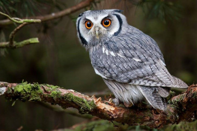 13 любопытных фактов о совах