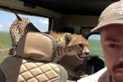Гепарды, которые хотели прокатиться на авто 