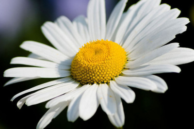 Любит, не любит, поцелует, плюнет, к сердцу прижмет, к черту пошлет, любит искренне, сомневается, ждет взаимности, насмехается…