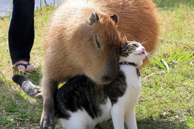 Топ самых необычных домашних питомцев