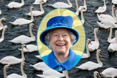 Лебеди королевы