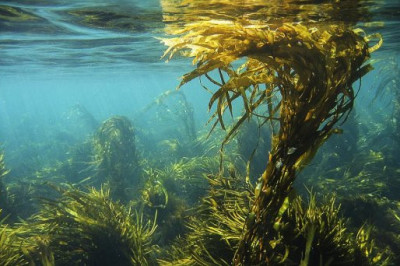 Чем полезна морская капуста?