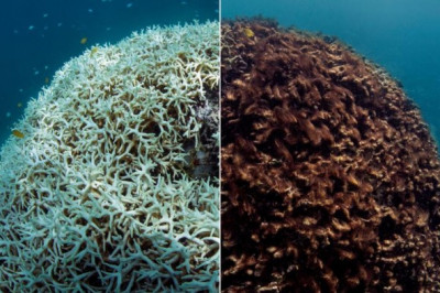 Опасность, угрожающая Большому барьерному рифу