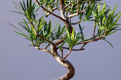 9  отличных растений, способных  долго обходиться без воды