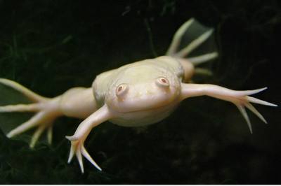 Шпорцевая лягушка заместо собаки